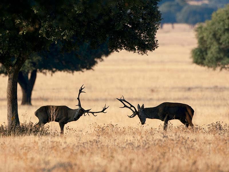 OPOSICIÓN A LA CELEBRACIÓN DE “SAFARIS TURÍSTICOS” PARA ASISTIR A LA BERREA EN MONFRAGÜE