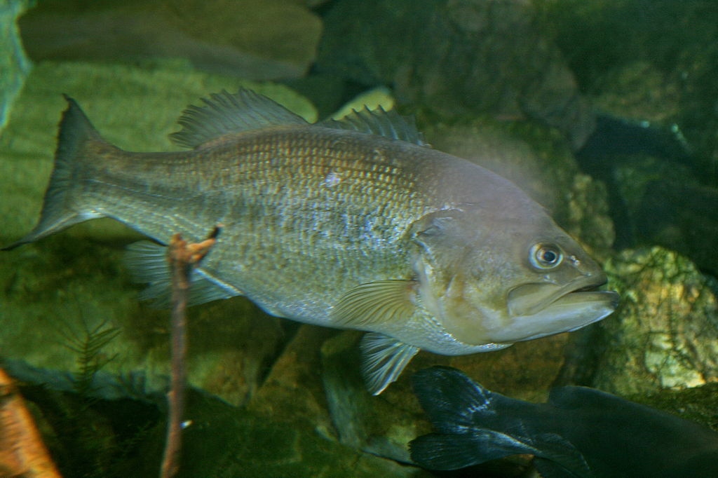 FONDENEX RECHAZA LA RETIRADA DEL PLAN DE PESCA DE EXTREMADURA