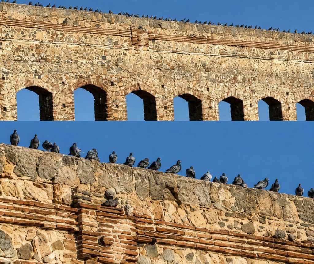 FONDENEX INSISTE: SÓLO CON JAULAS NO SE COMBATE LA PLAGA DE PALOMAS