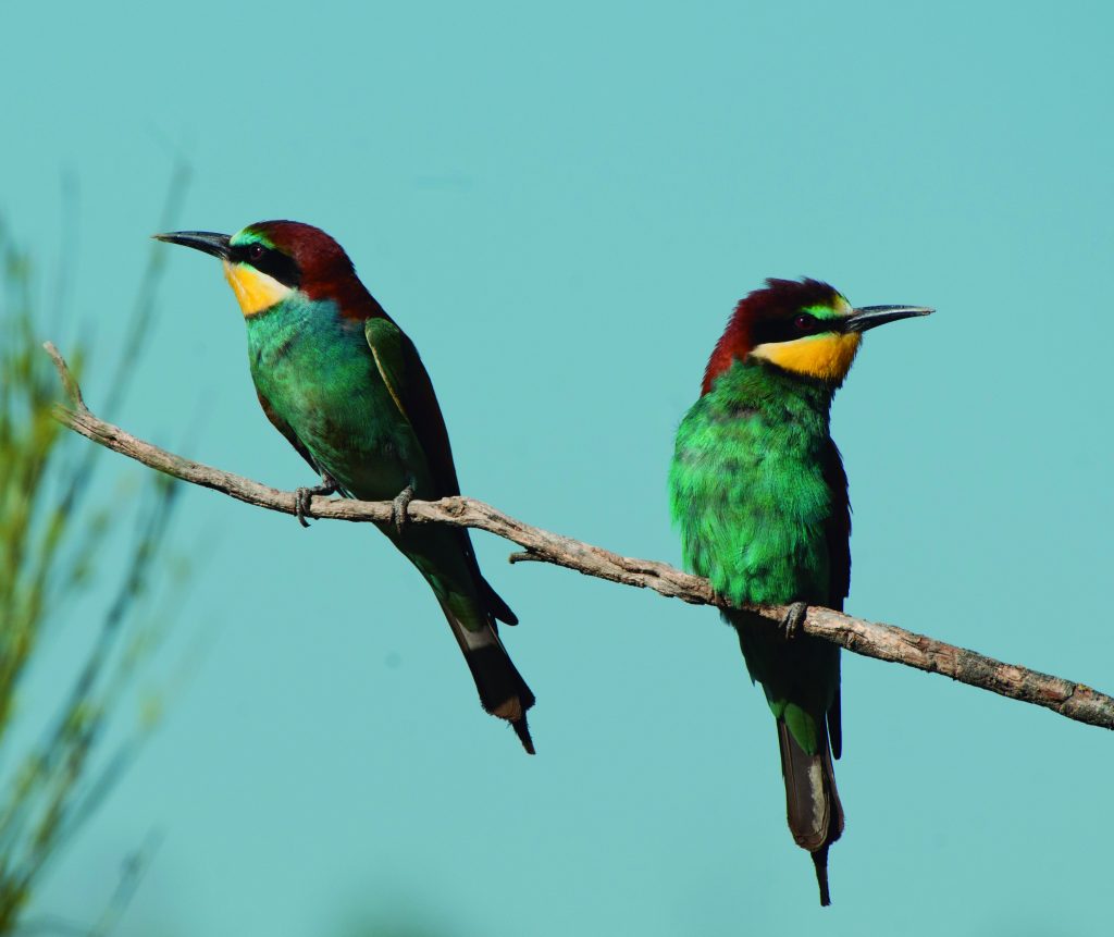 EL ABEJARUCO Y LA ABEJA MELÍFERA